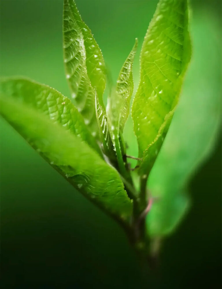 Primo piano macro di giovani foglie verdi appena germogliate su un ramo, sfondo verde sfocato.